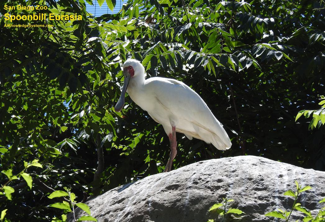 Spoonbill Eurasian (10) Coming Soon